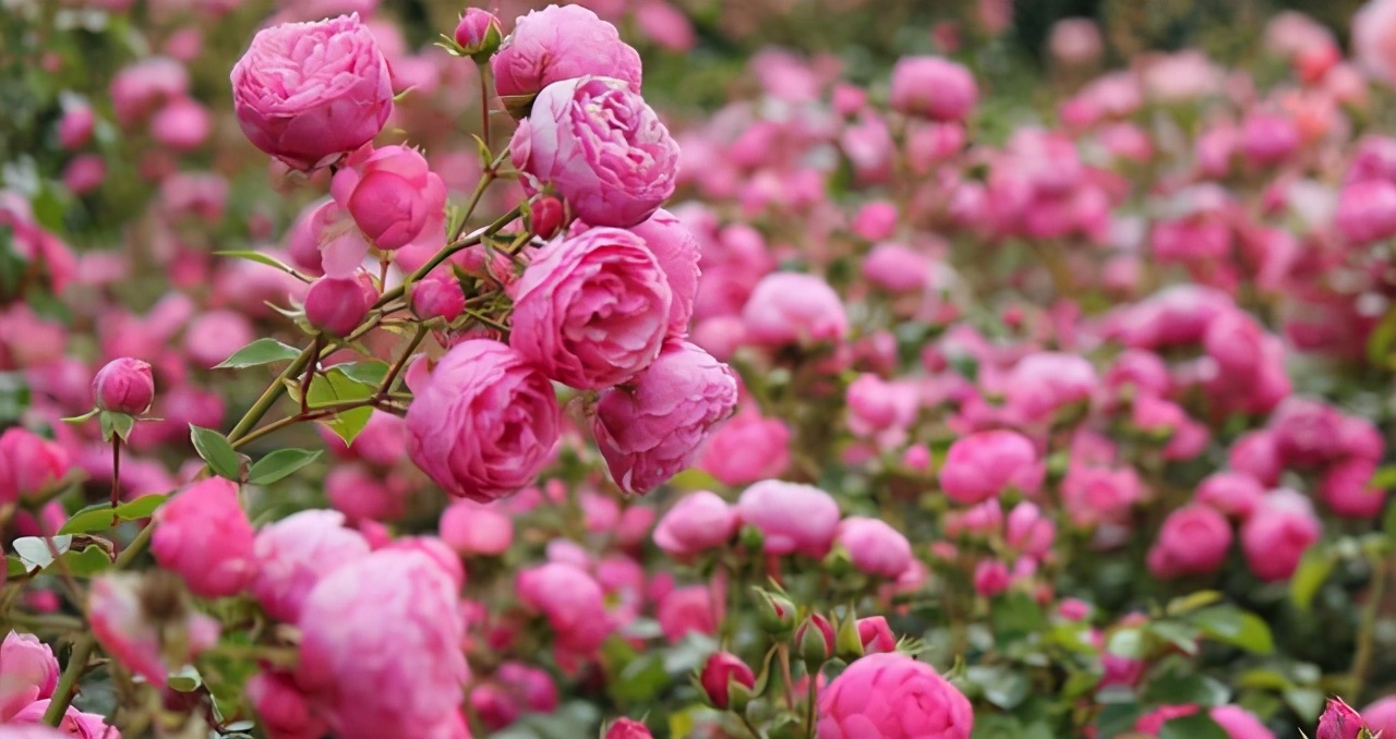 李子柒的院子都种的啥,李子柒推荐的三种花