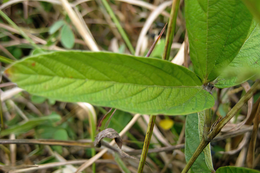 人称“一条根”，农民腌咸菜用它防蝇，名字带“茶”却不能泡茶