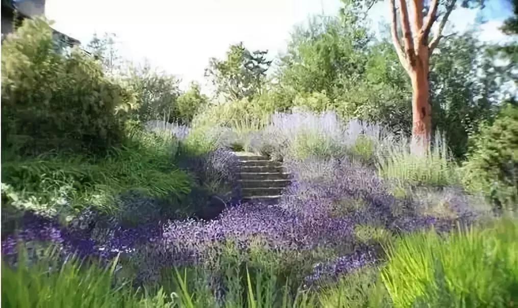 好看又好打理的庭院植物,适合小花园的景观植物