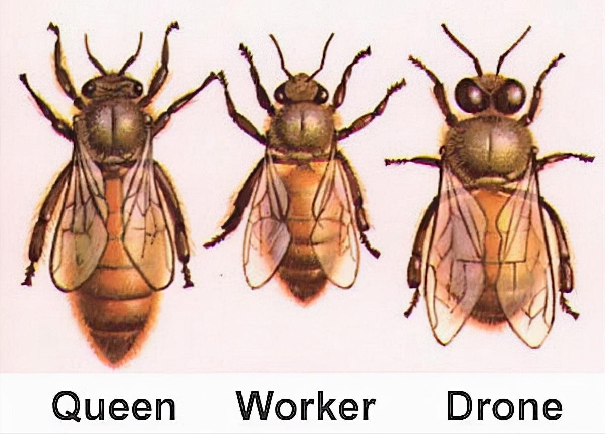 罕见！四川一男子收获2.4米196斤红娘大黑蜂蜂窝，它究竟有多毒？