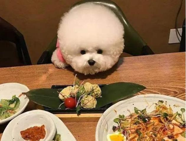 比熊一天喂几次最合适,7个月比熊一天吃几顿一顿吃多少