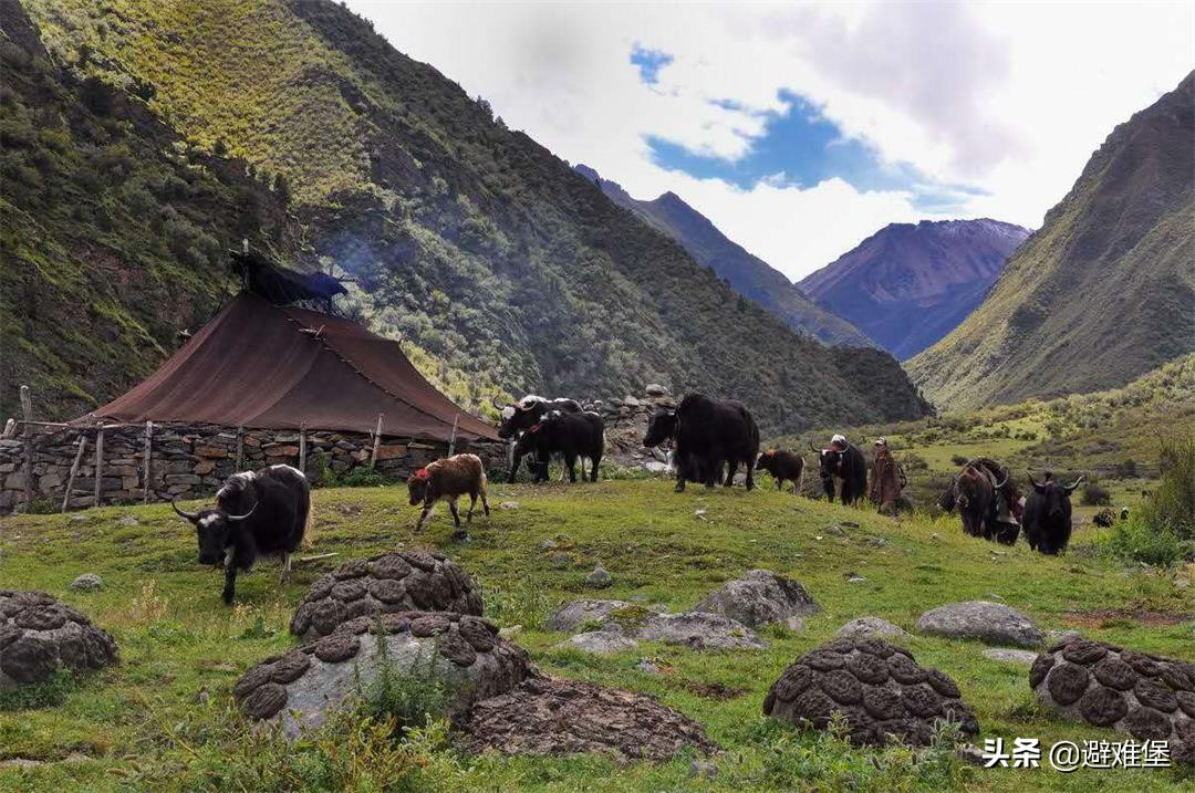 有高原特殊水质的辅助，藏族人每天吃肉和酥油，却很少有“三高”