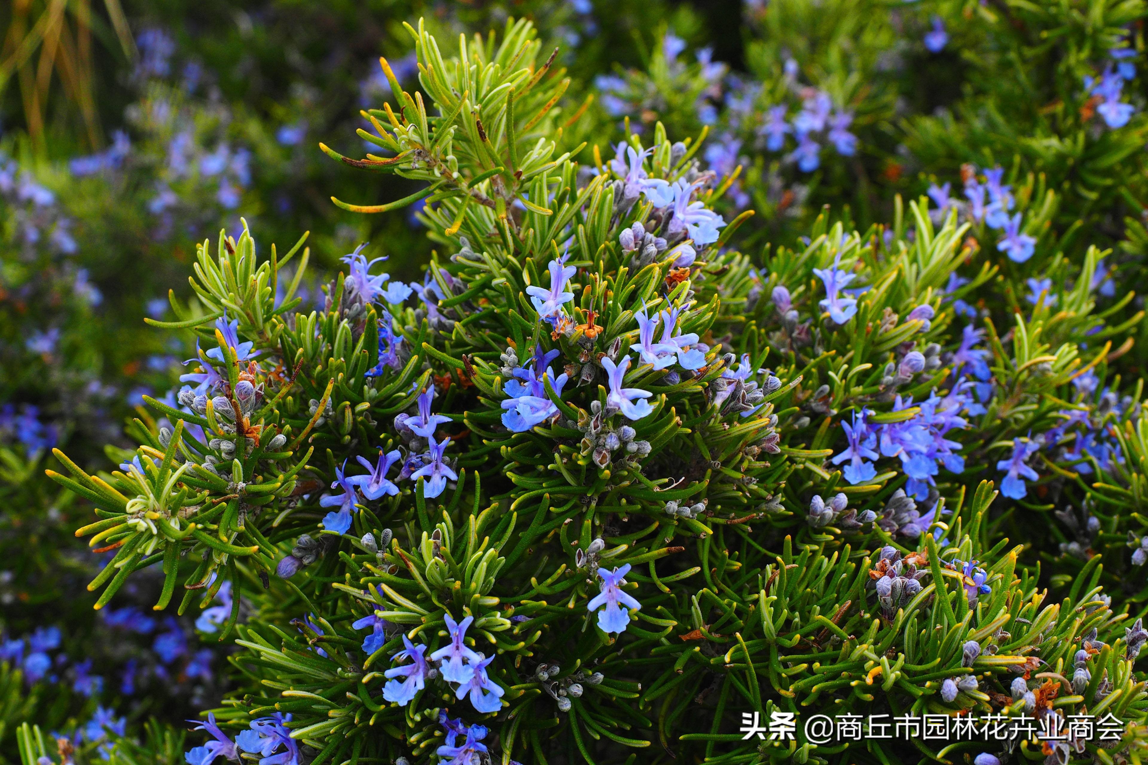 香草植物哪个最好闻,香草味道大的植物