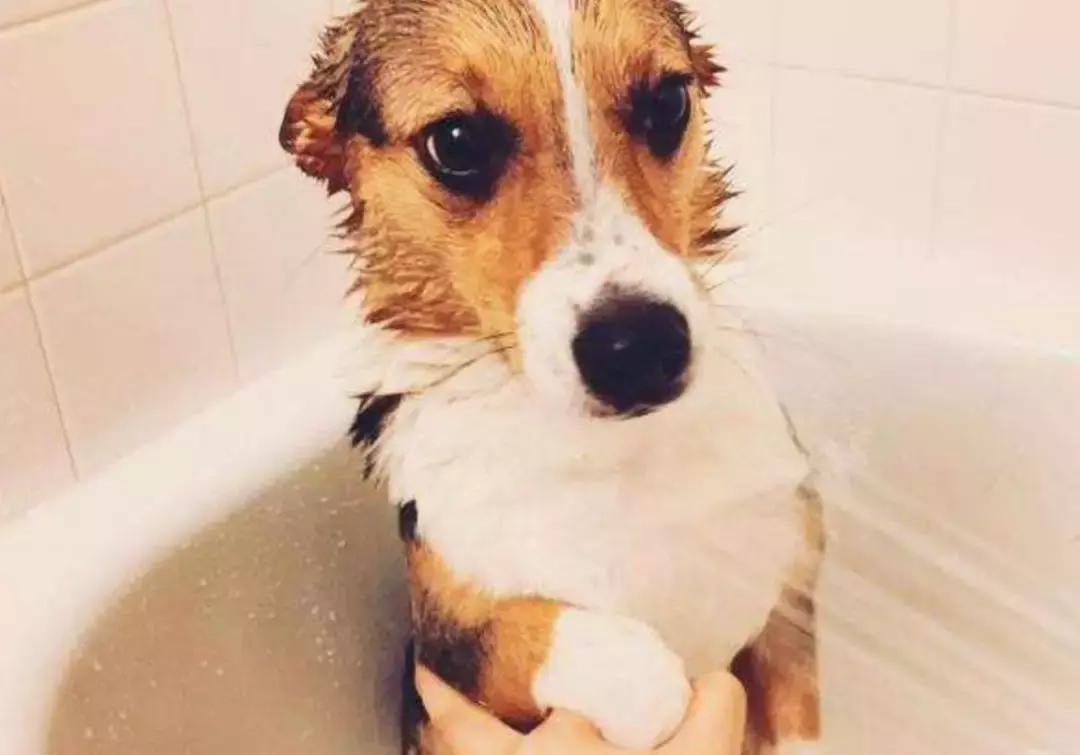 为什么狗狗一到宠物店就老实,宠物店遇到不听话的狗会打吗