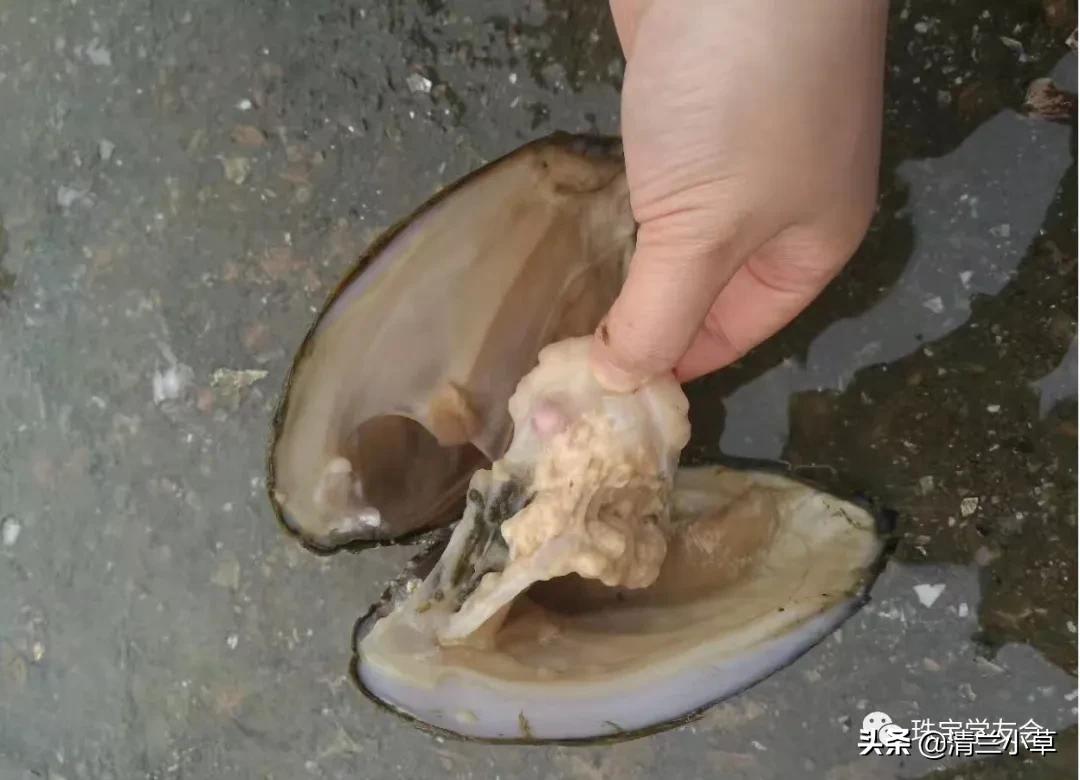 珍珠的知识图片大全,珍珠最全知识