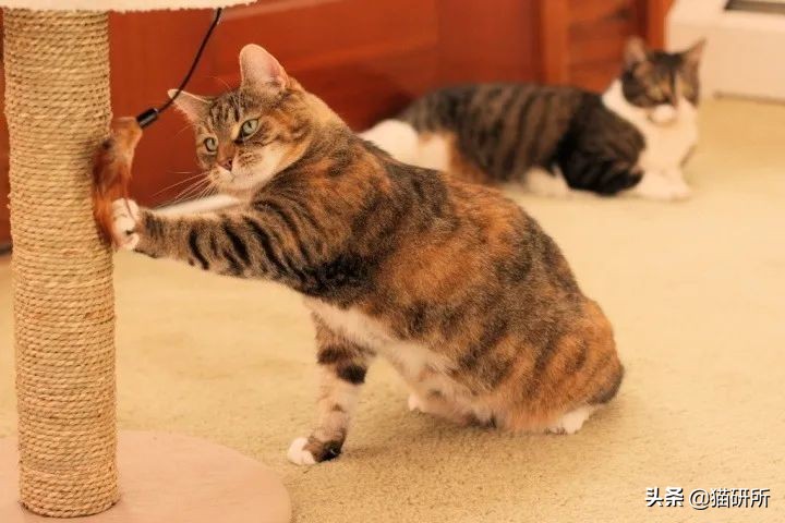 怎么惩罚猫咪挠沙发,猫咪不会挠坏的沙发