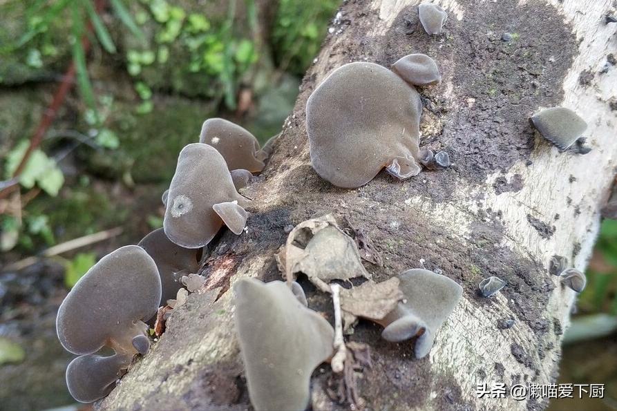 好的木耳和便宜的木耳有什么区别,木耳选椴木和秋木木耳的区别
