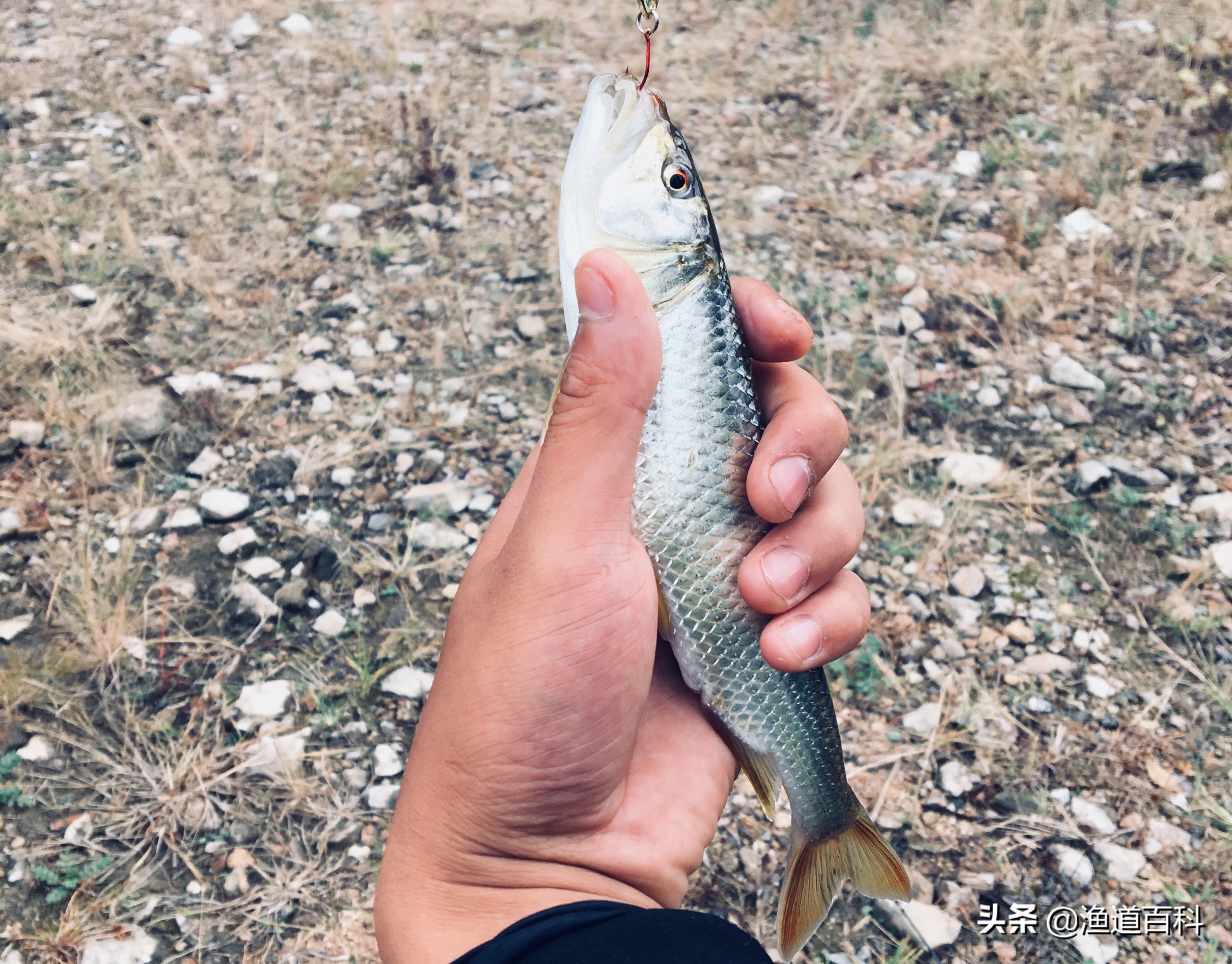 钓友：他既是我们钓鱼的老师，又是我们生活的朋友
