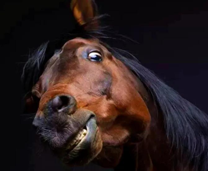 马肉也是一种肉为什么几乎没人吃,马肉好吃吗为什么没人卖