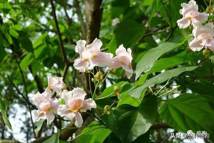 邂逅楸树花开,阳春三月梧桐花开