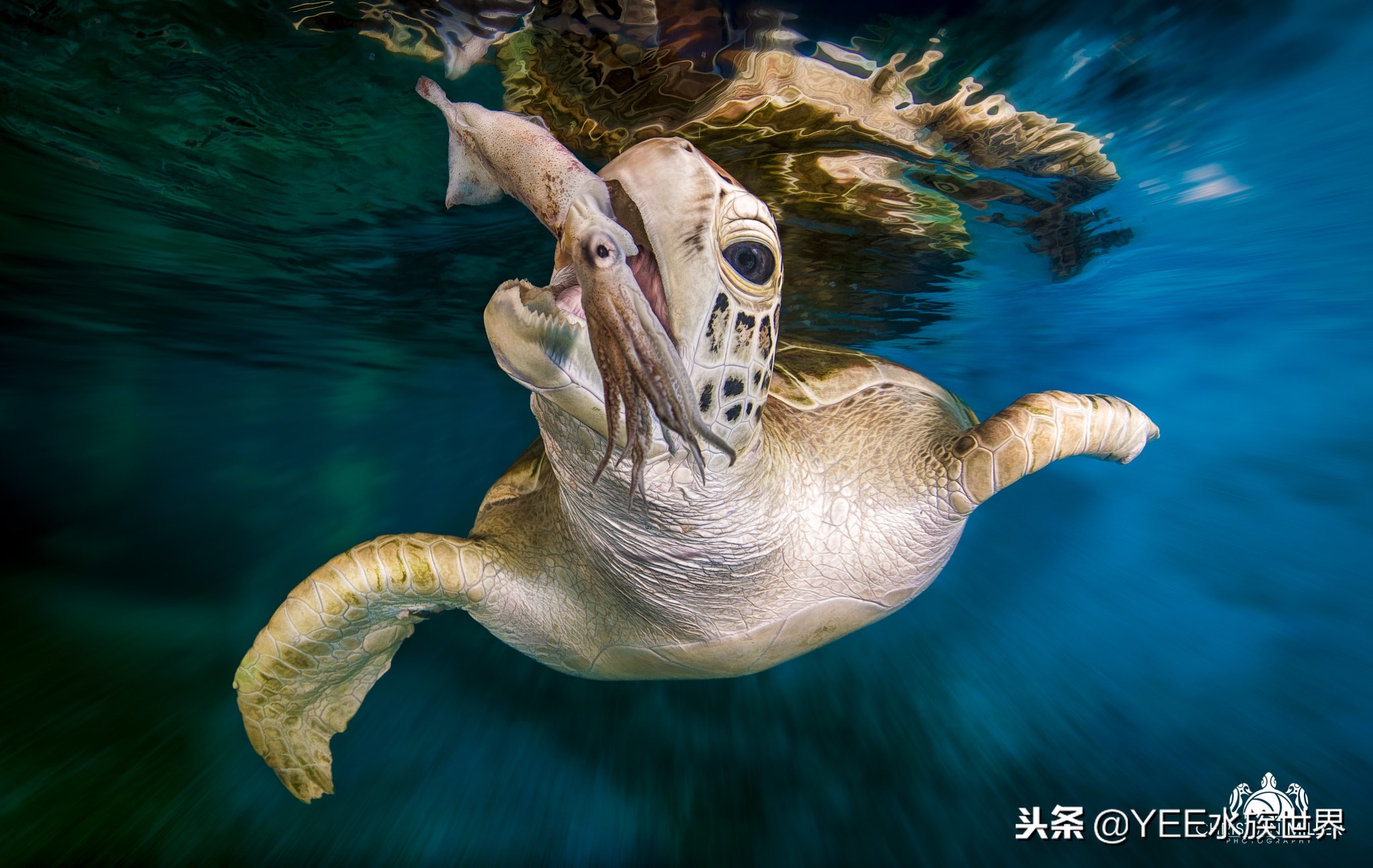 乌龟把养的鱼吃了,鱼和乌龟混养是什么结果