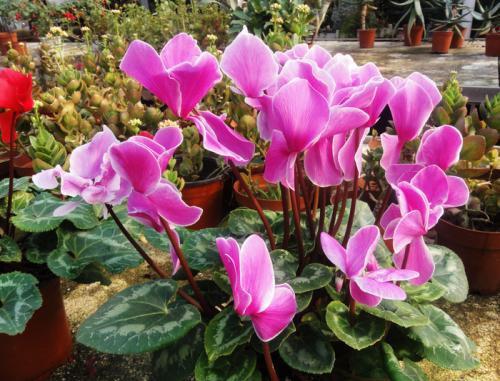 仙客来最佳配方,仙客来怎么能养成好