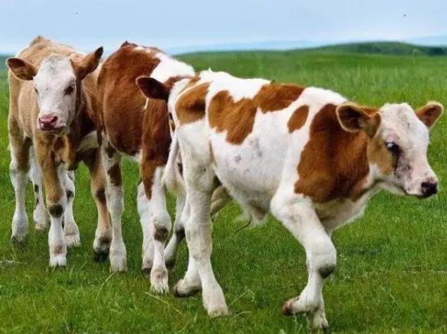 牛精料吃多不反刍怎么治,牛吃得少反刍少怎么护理