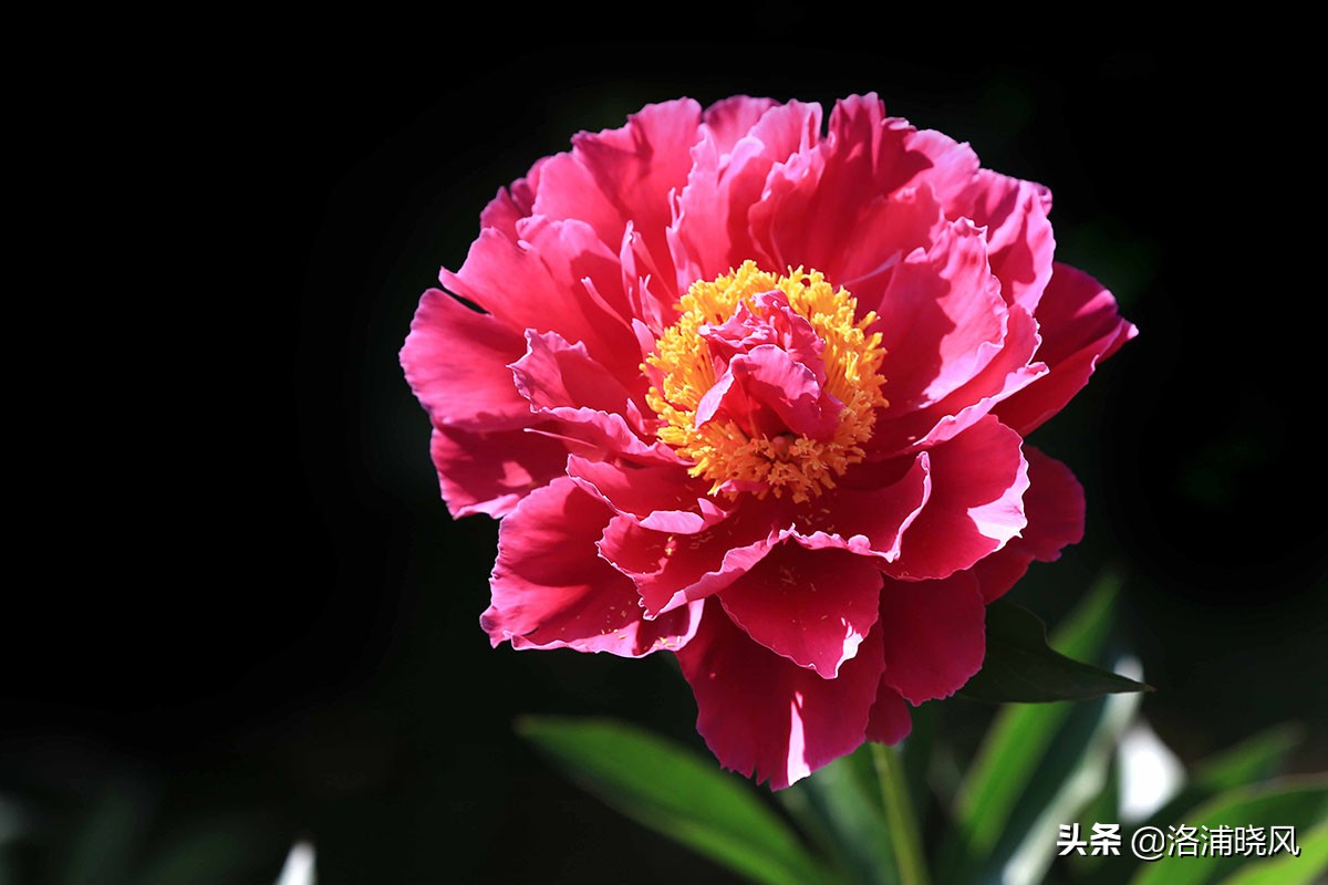 大院绿化的回忆——顺便看看院里的芍药定个究竟有多少种？