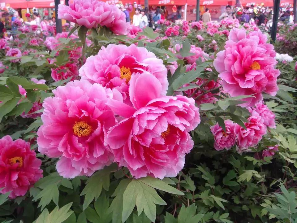 天津除了桃花堤哪里还有桃花,天津看桃花的北运河桃花堤
