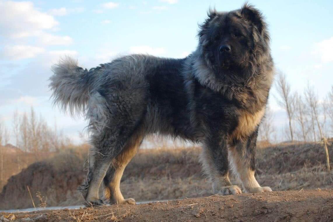 最聪明的十大狗狗品种介绍,史上最全的狗狗品种记得收藏