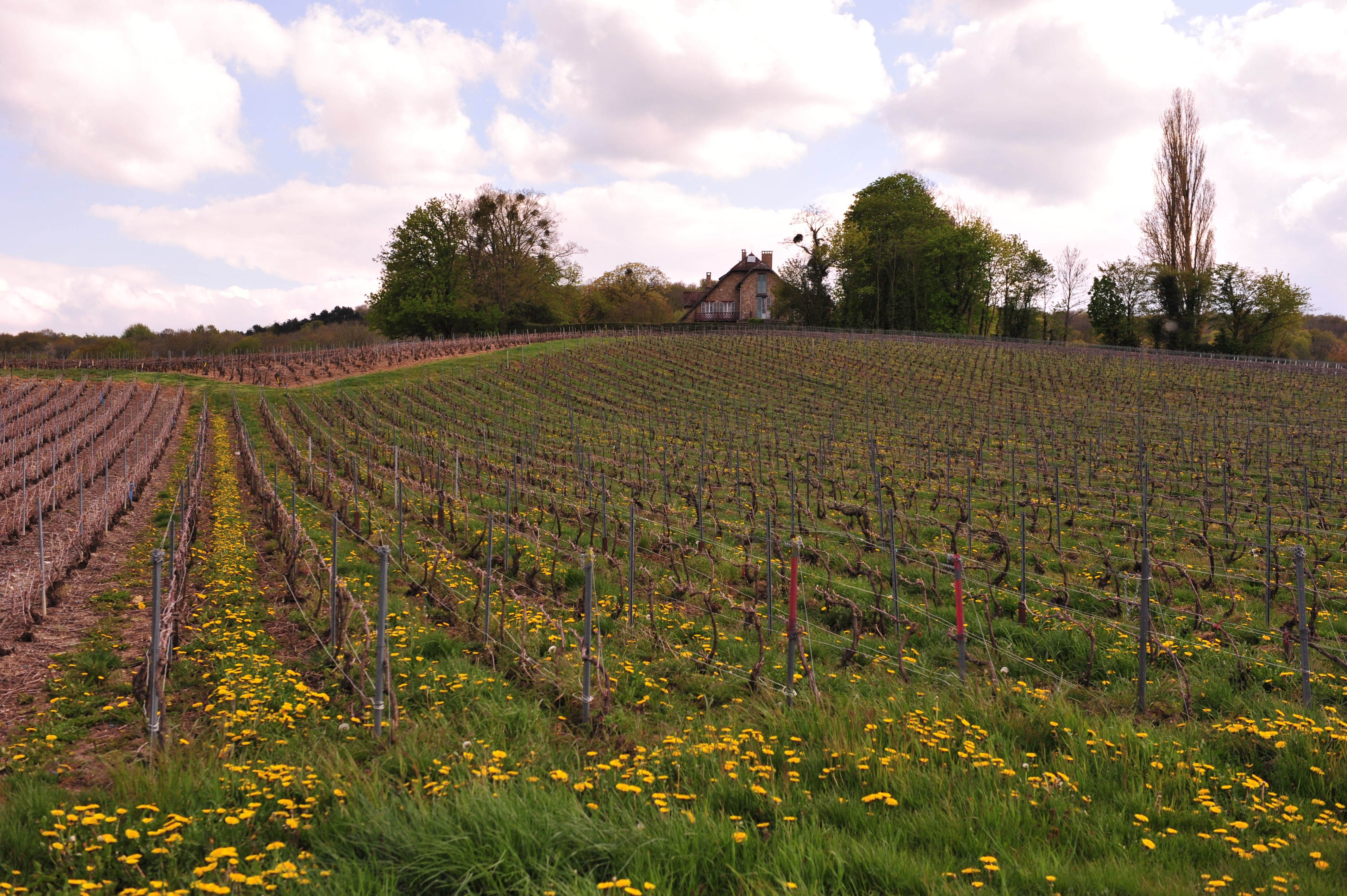 世界最大的葡萄园风景视频,世界上最漂亮的葡萄