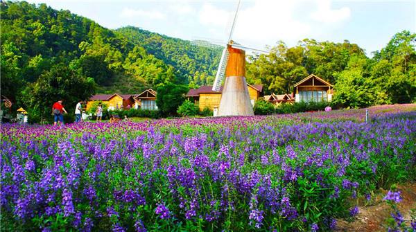 上海衣草公园迎来衣草盛花期,赏花季节不要错过薰衣草