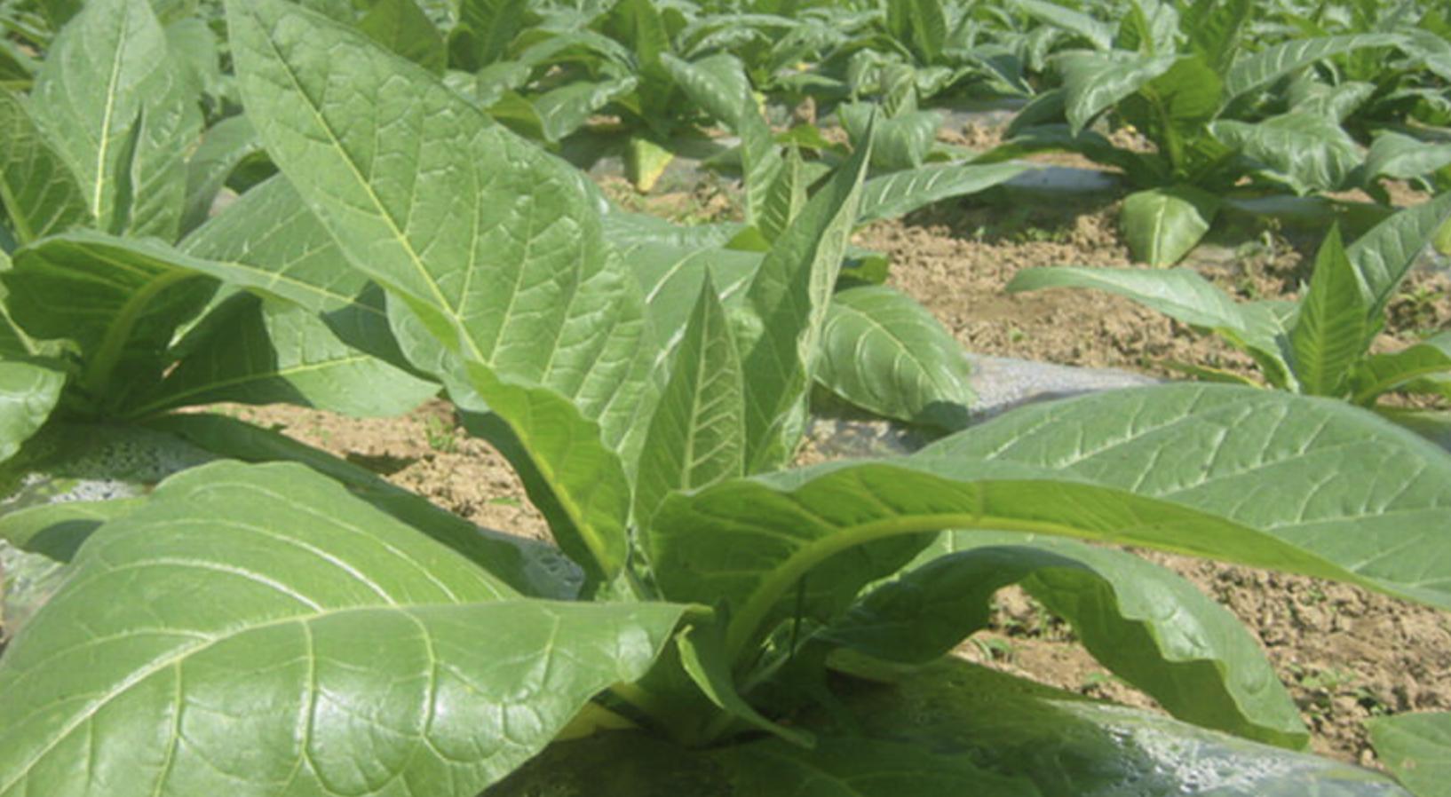 小猪说烟斗品牌,小猪说烟斗保养