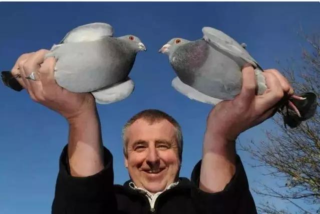 鸽子比赛得奖的鸽子能值多少钱,一只鸽子卖到100元