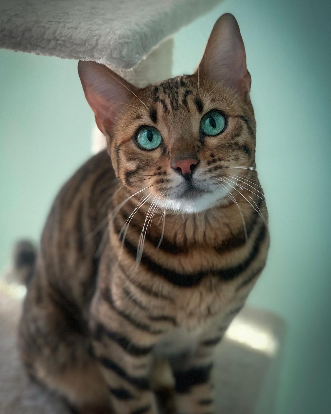 如何让吃猫粮的猫吃自制饭,怎样帮助小猫吃猫粮