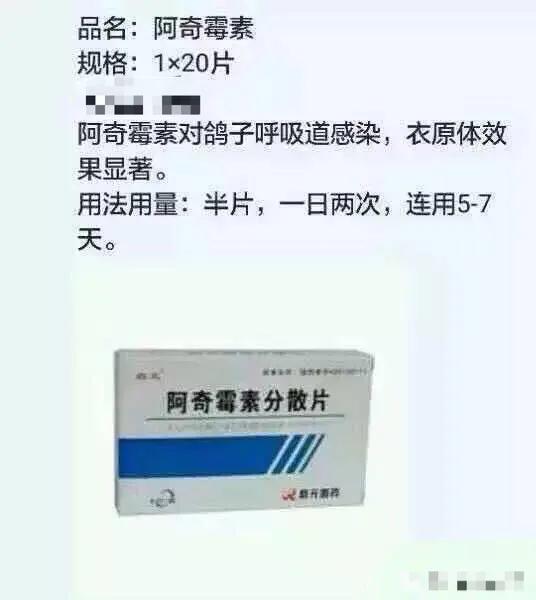 鸽子生病偏方大全,鸽子怎样用药不生病