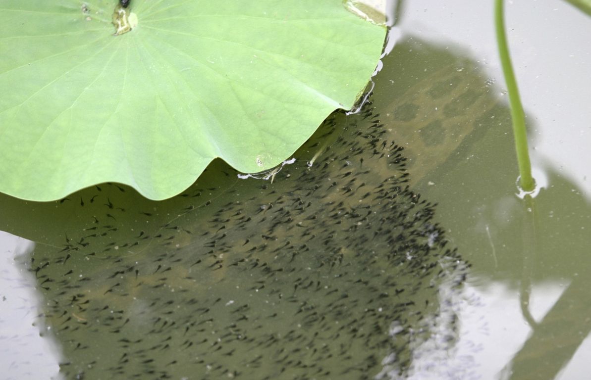 黑鱼有多危险,黑鱼为什么会保护自己的孩子