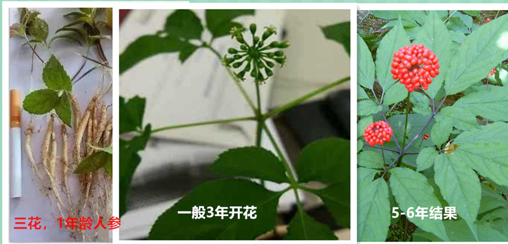 如何辨别人参的年份,怎样辨别人参的年份与真假