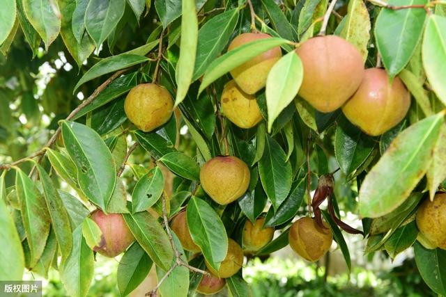 高产油茶种植要求,油茶种植现状及高产栽培技术