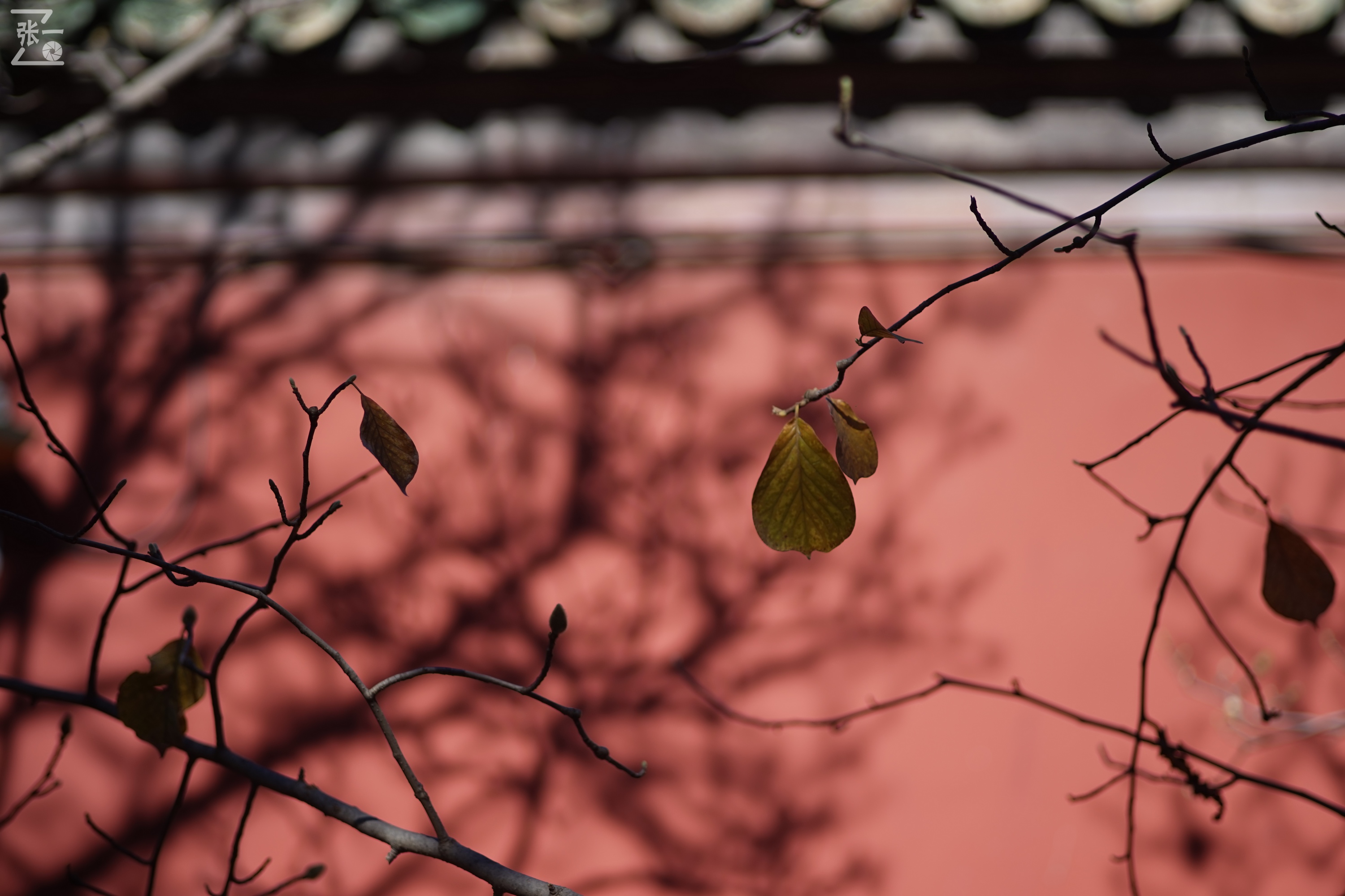 日本老镜头,canon老相机曝光