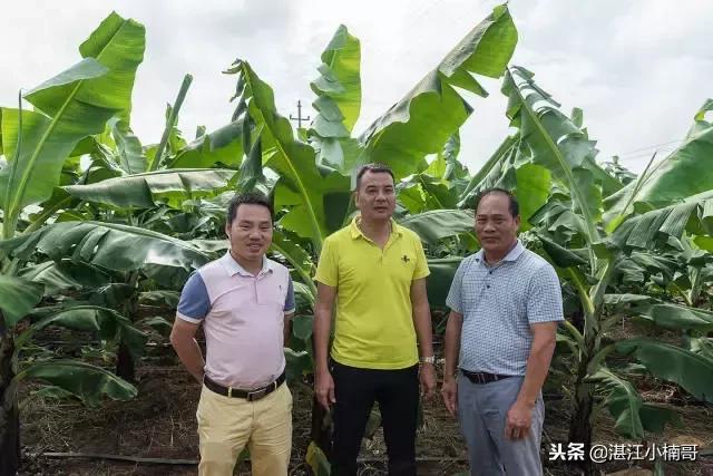 徐闻香蕉基地,本县香蕉种植基地