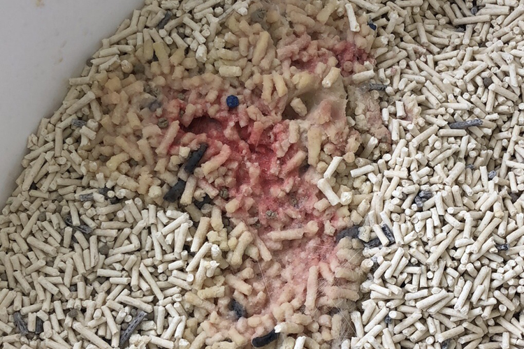 猫咪尿液怎么处理,猫咪尿液沉淀有血