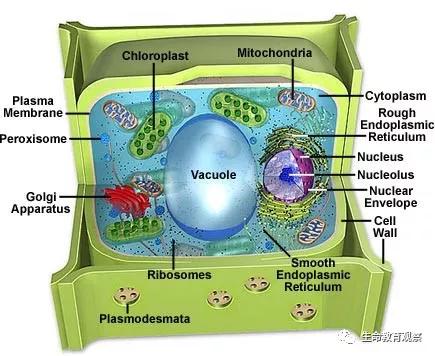 动植物细胞亚显微结构模式图片,动植物细胞的亚显微结构