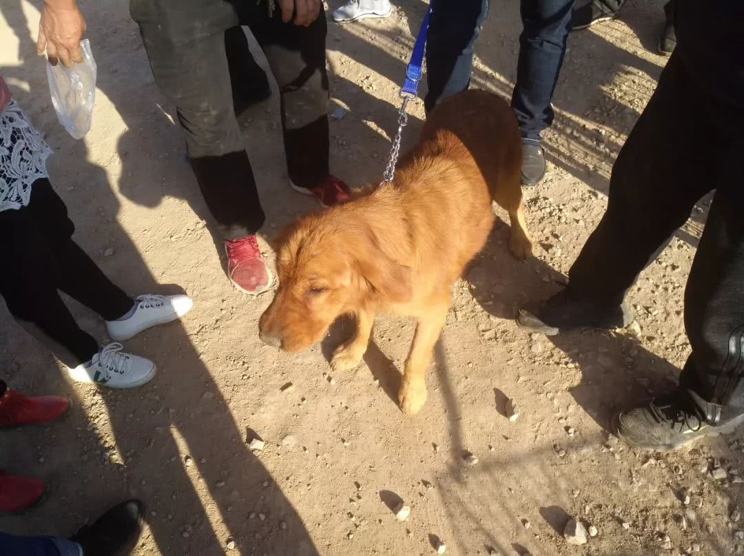 金毛小狗狗出售200元,网上卖小金毛