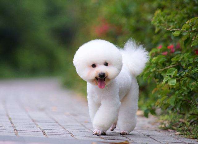 比熊犬都会什么技能,比熊犬的优点和缺点有哪些表现