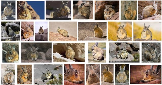 野外的龙猫长什么样子,野外的龙猫生活在哪里