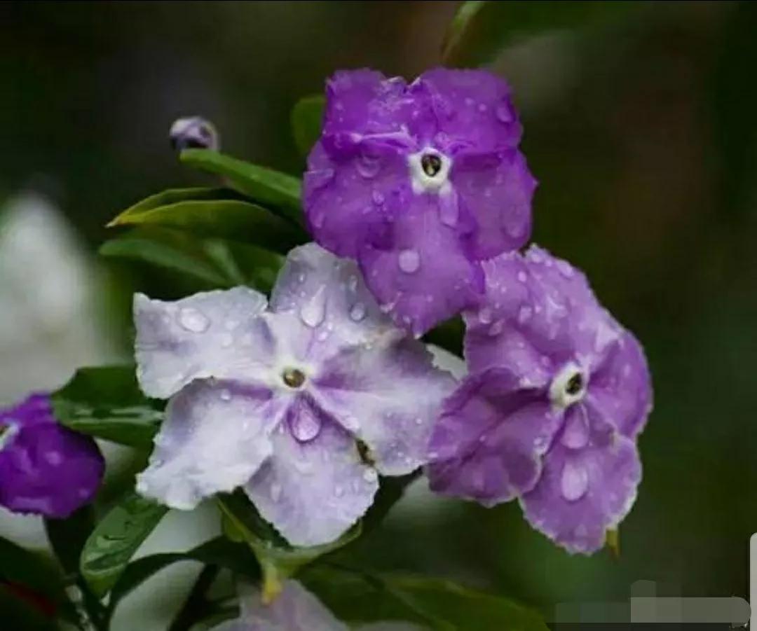 芳踪难觅濒危花！清新治愈篇：沙漠高原是吾家，豹子花的春天来了