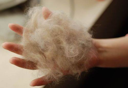 猫毛粘衣服怎么办小妙招教你解决,到处都是的猫毛怎么处理