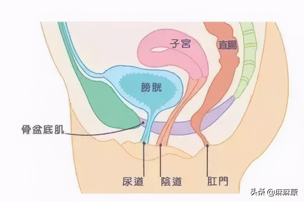 产后腹直肌修复有必要吗,产后盆底肌和腹直肌修复能有效吗