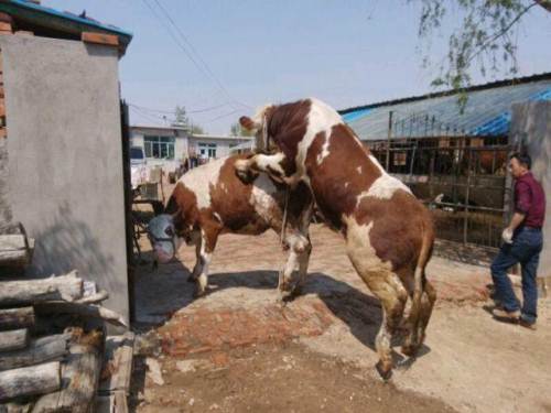 养牛挣钱还是养羊比较挣钱,到底养牛能赚钱还是养羊能赚钱