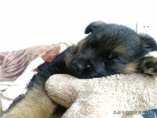 我可能对德牧有误解，有时它不过就是披着德牧皮囊的二哈