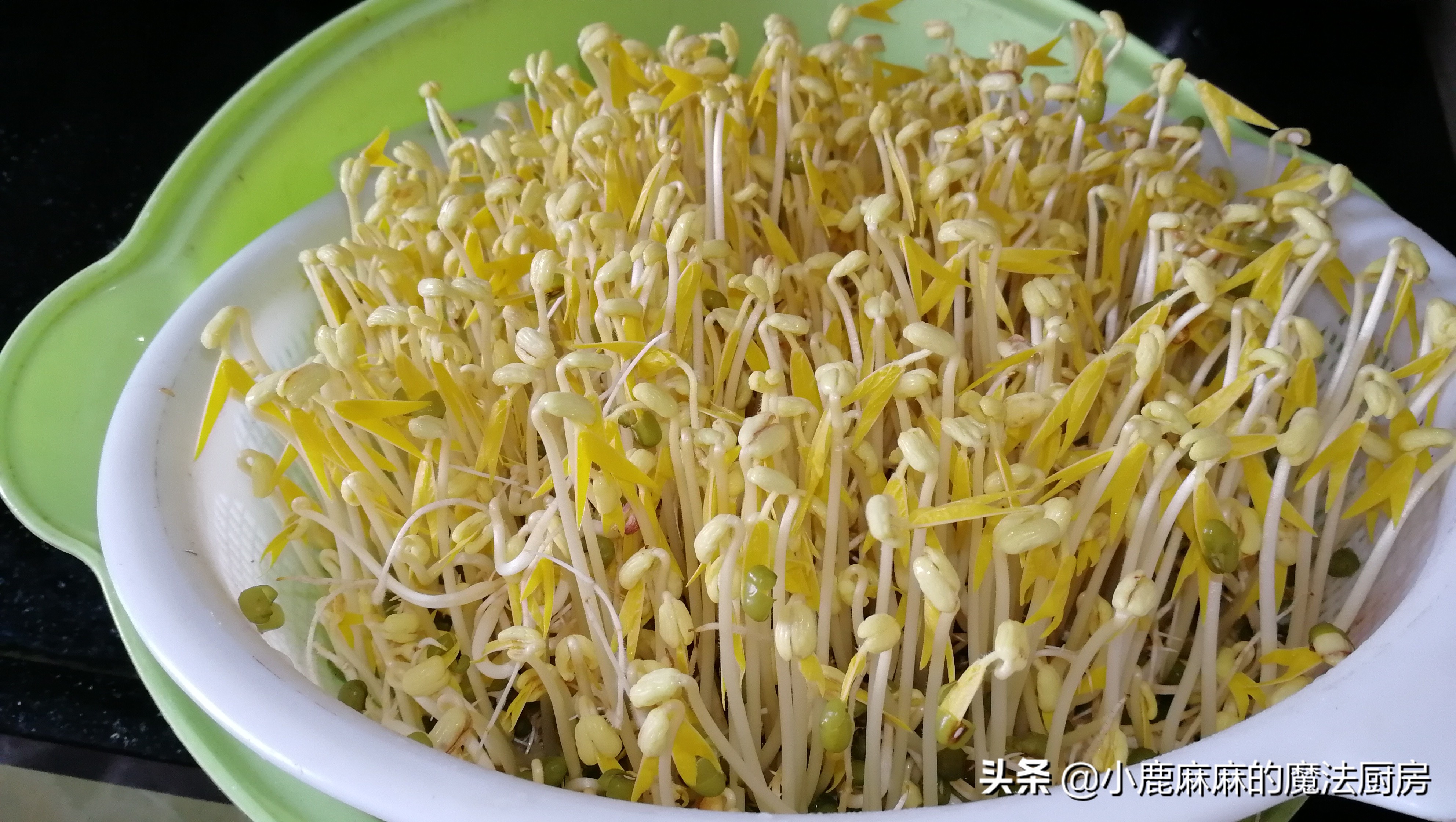 自制的豆芽怎么会苦,怎么自制豆芽不苦