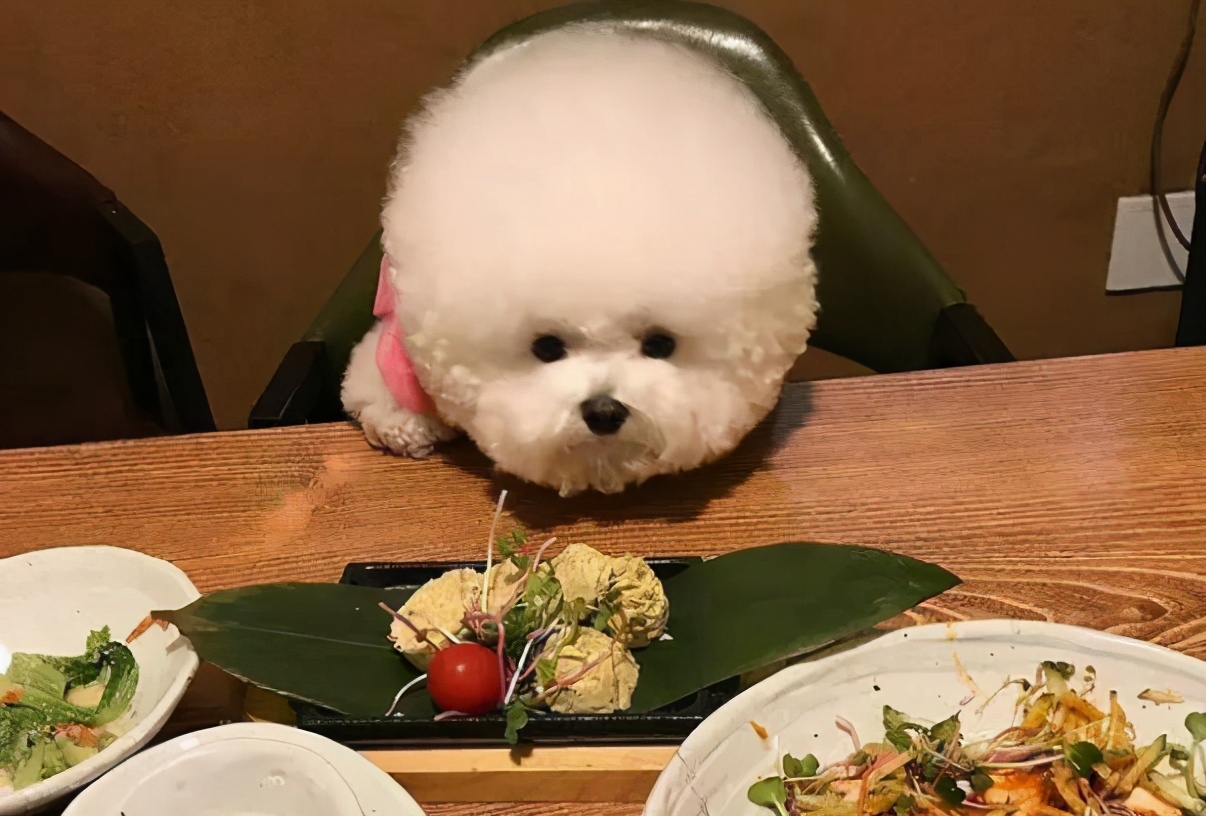 比熊狗狗体重对照表,比熊年龄对照表