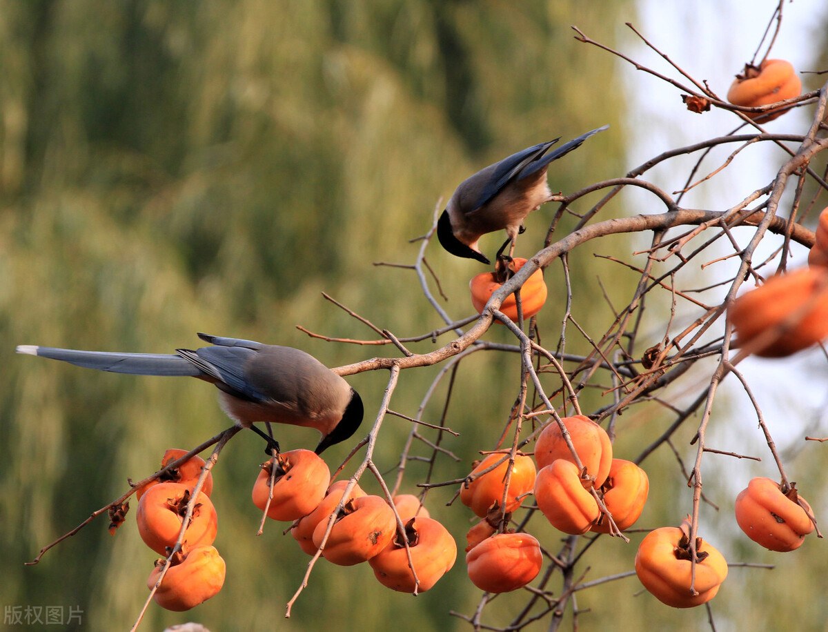 灰喜鹊为什么这么聪明,灰喜鹊为什么那么聪明