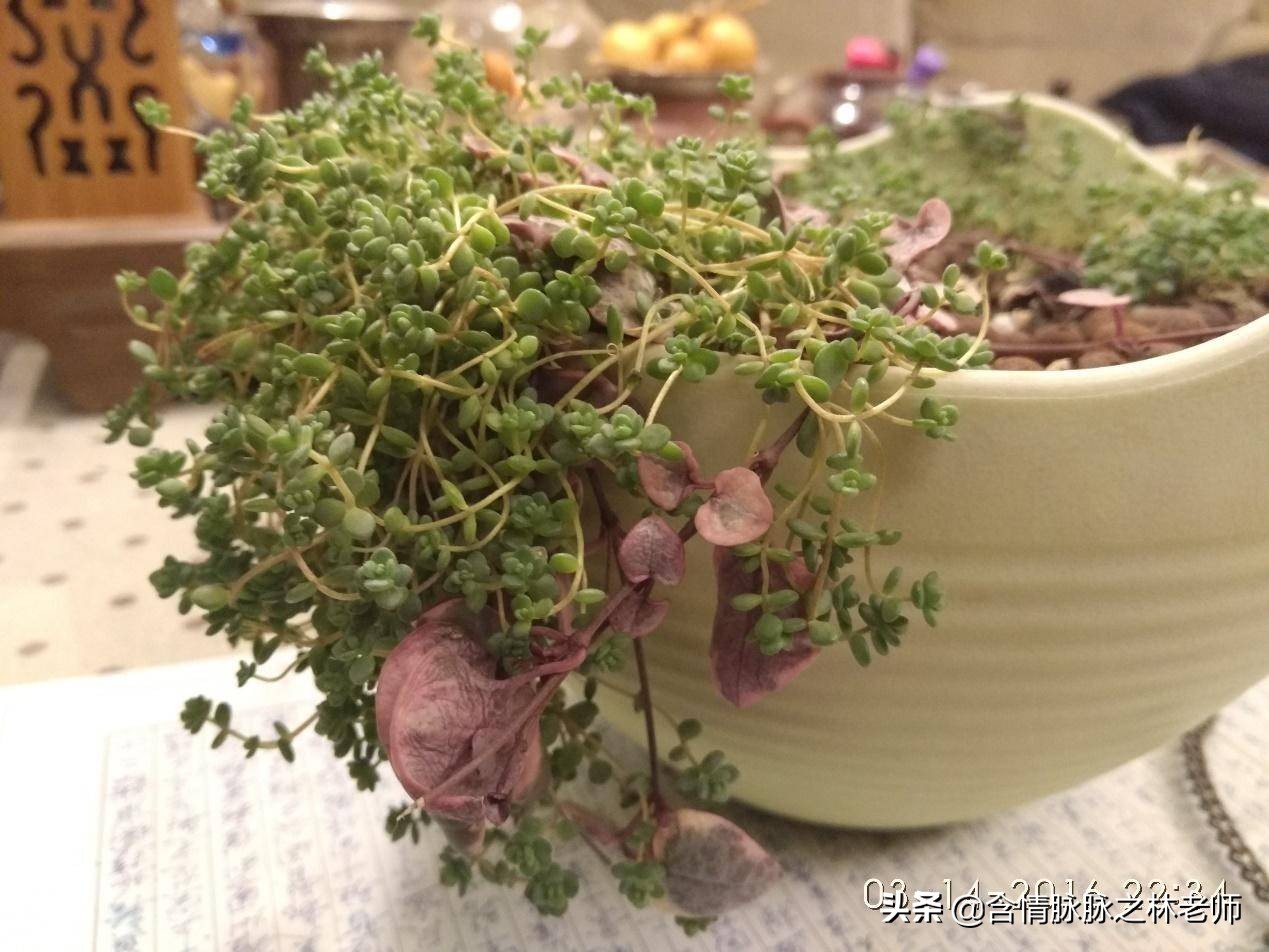 家里植物长得不好有什么说法,家里什么植物都养不好是什么原因