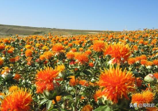 朋友圈的三无面膜你敢用吗,什么面膜好用三无产品