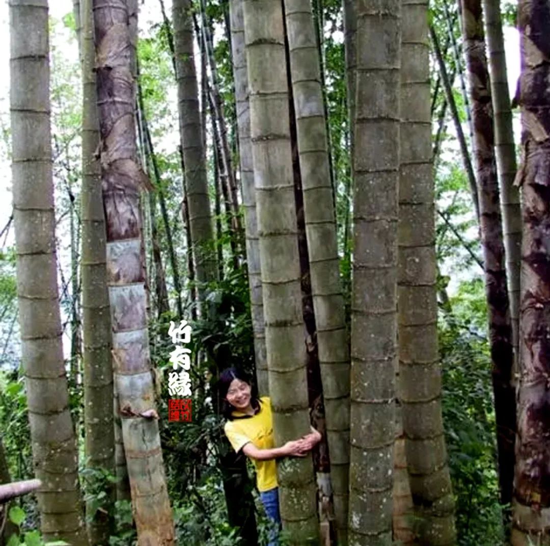 巨龙竹种多久成材,养龙竹风水