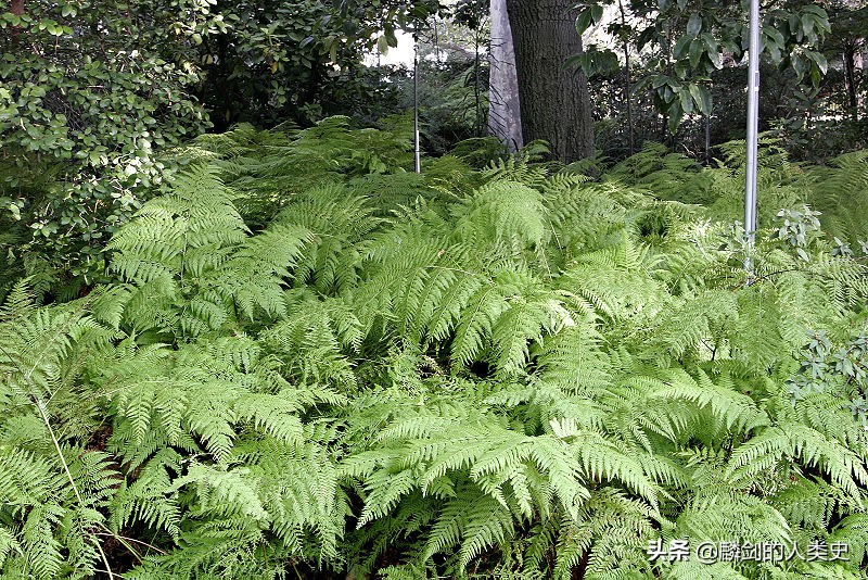地球蕨类植物,地球上仅存的高大蕨类植物