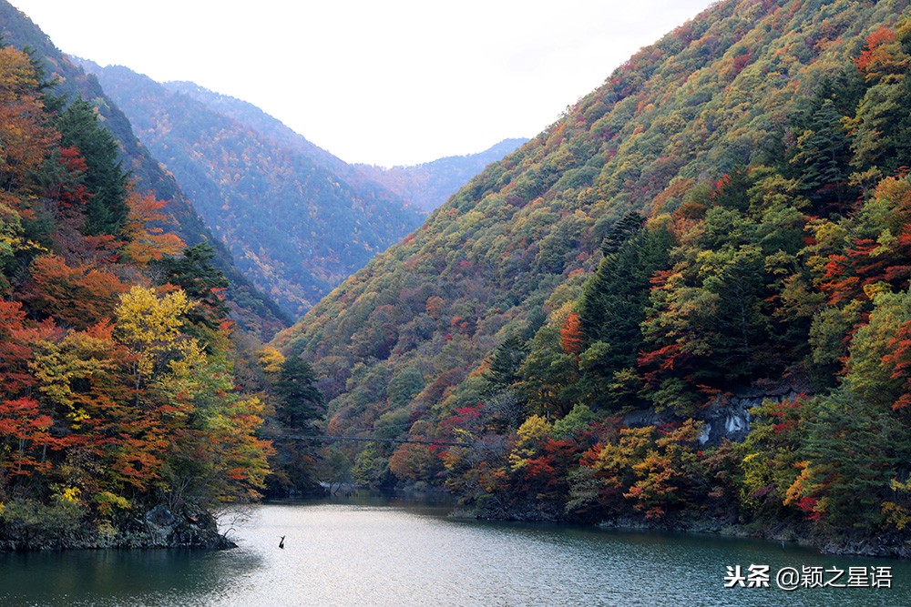 日本锅和德国锅哪个好,日本上万的锅
