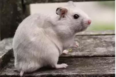 仓鼠种类大仓鼠,仓鼠的详细资料仓鼠的种类